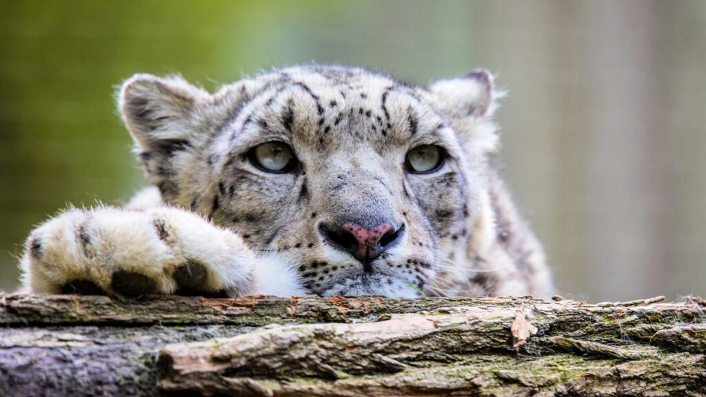 Animais à beira da extinção que você talvez nunca mais veja no futuro