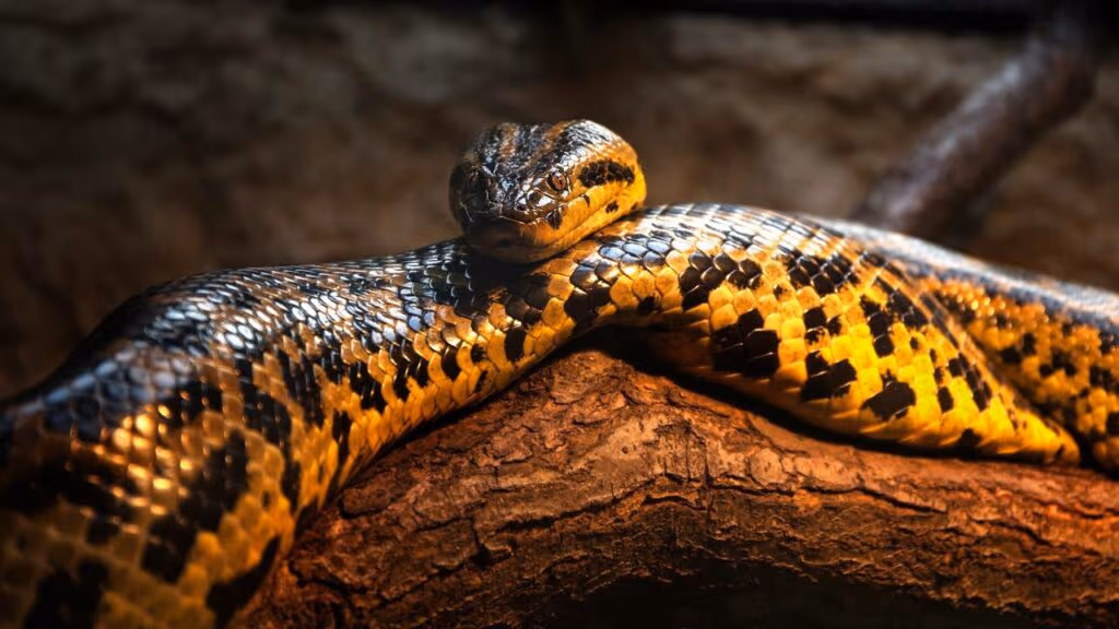 Biólogo pega cobra de 4 metros no Pantanal e morador fica sem reação