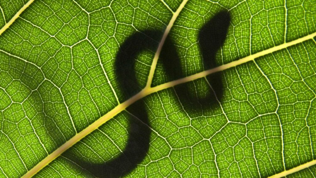 Cobra gigante de quase 2 metros é a nova queridinha do país