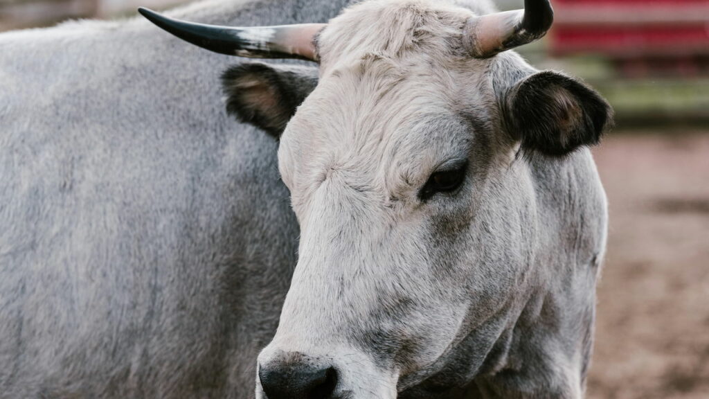 Vídeo mostra reação inusitada de vacas à chegada do novo touro reprodutor