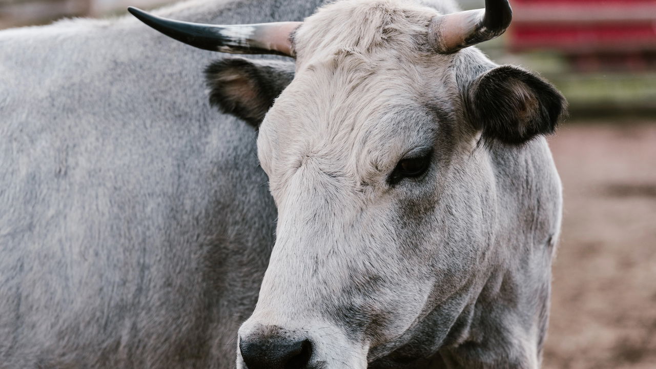 Vídeo mostra reação inusitada de vacas à chegada do novo touro reprodutor