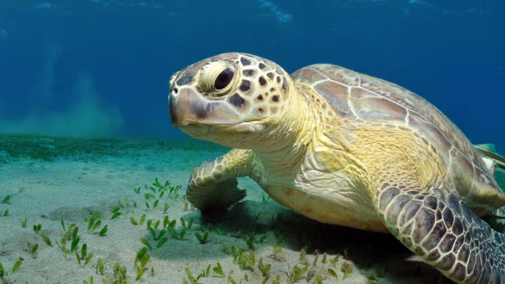Turista é multada em R$ 10 mil por tocar em tartaruga marinha em Noronha