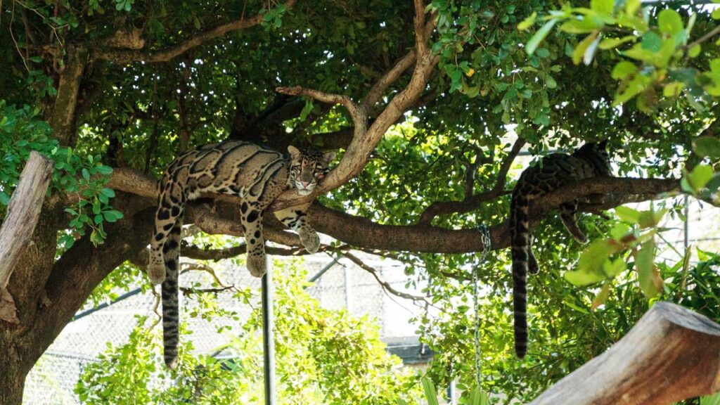 Espécie de leopardo mais raros do mundo é flagrado por câmera escondida