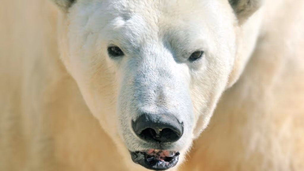 Esse vídeo de um encontro com um urso polar a noite foi digno de um filme de terror