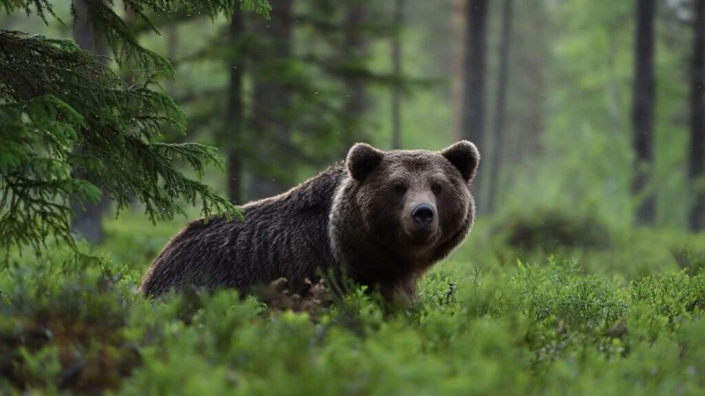 O urso invade, mas quem ganha a luta é o porco que surpreende a todos
