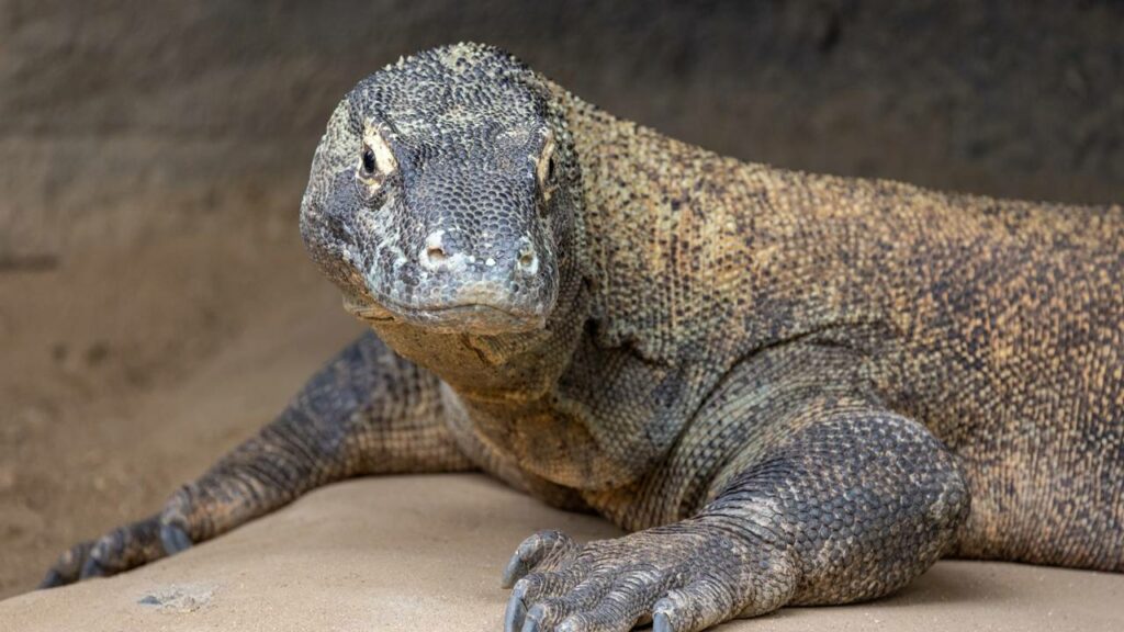 Você não vai acreditar no tamanho desse bicho frente a um adulto
