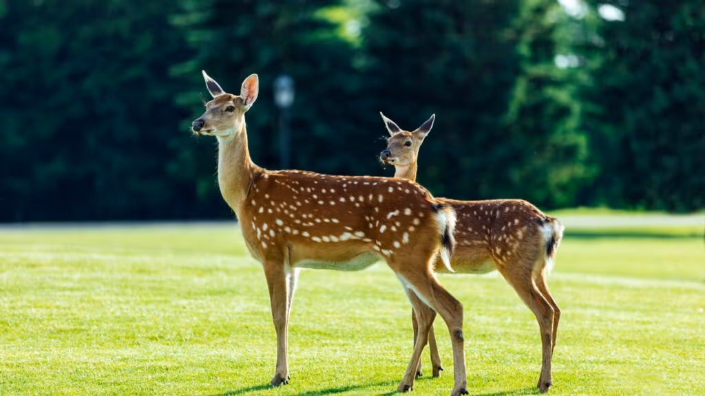 Veado escapa de virar janta de hiena no último segundo e cena impressiona