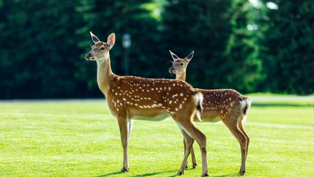 Veado escapa de virar janta de hiena no último segundo e cena impressiona