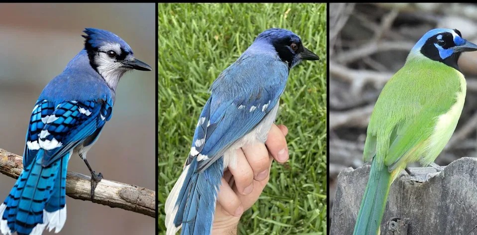 Biólogos ficam intrigados com o estranho e raro pássaro híbrido encontrado