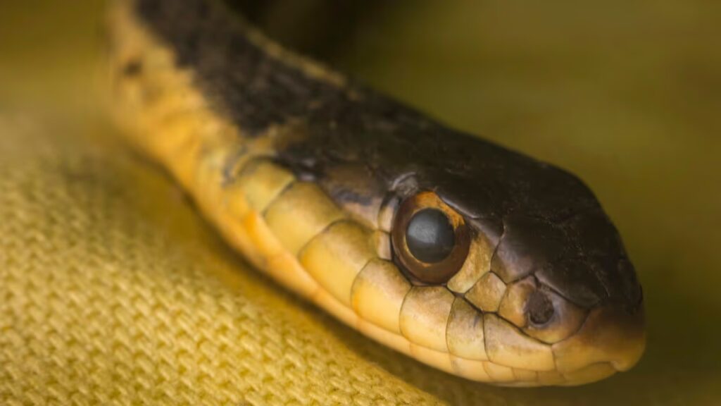 A nova serpente que pode redefinir as noções de biodiversidade