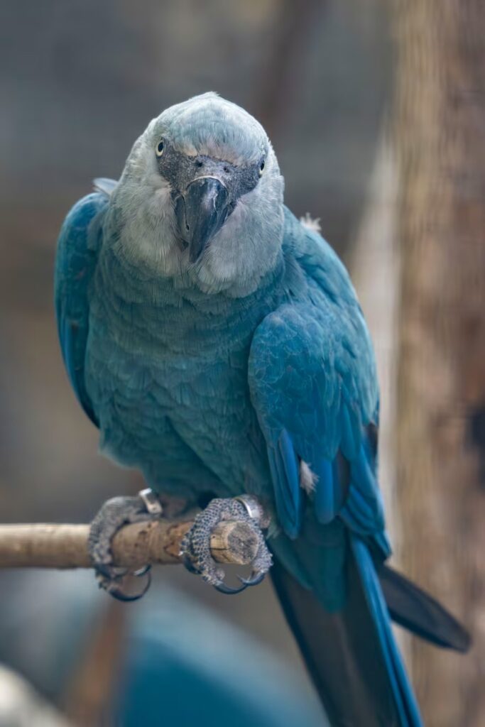 Uma arara azul do Brasil, extinta na natureza há 25 anos, nasce em um zoológico belga