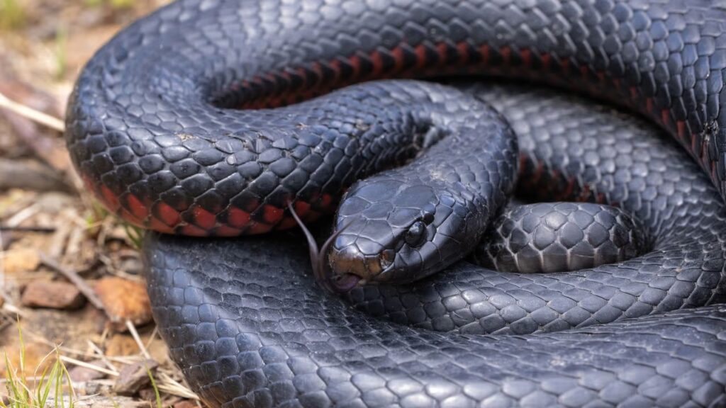 Essa serpente negra surpreende cientistas na ilha de Misima