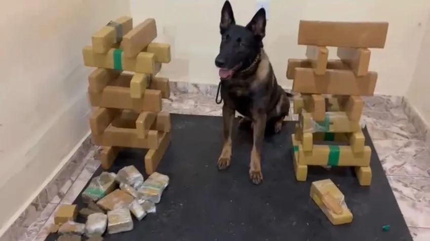 Heróico olfato de um cão da PM surpreende o tráfico em São Paulo