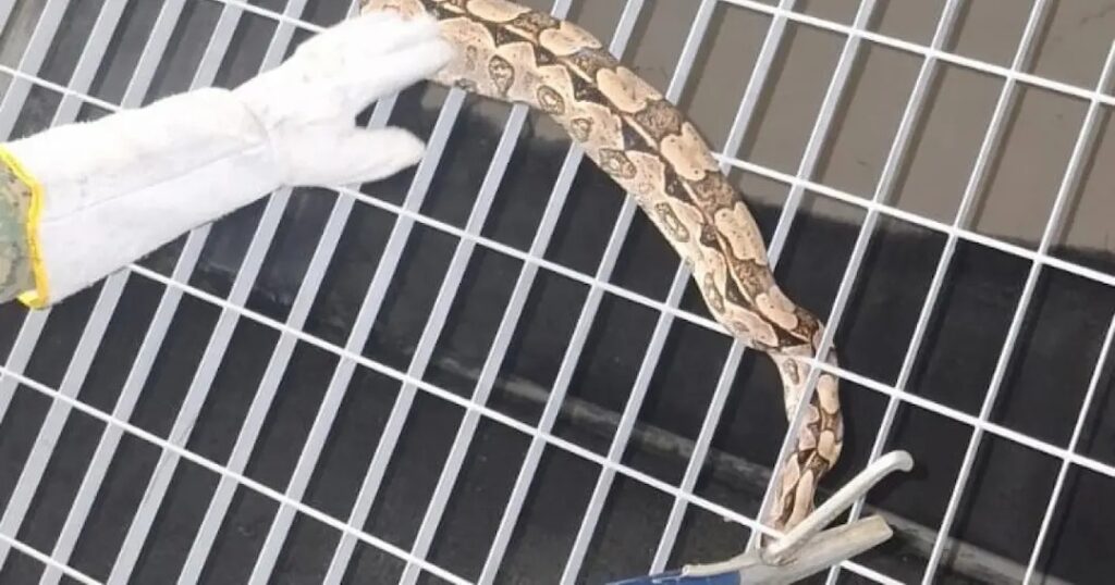 Jiboia aparece de surpresa no metrô de Salvador