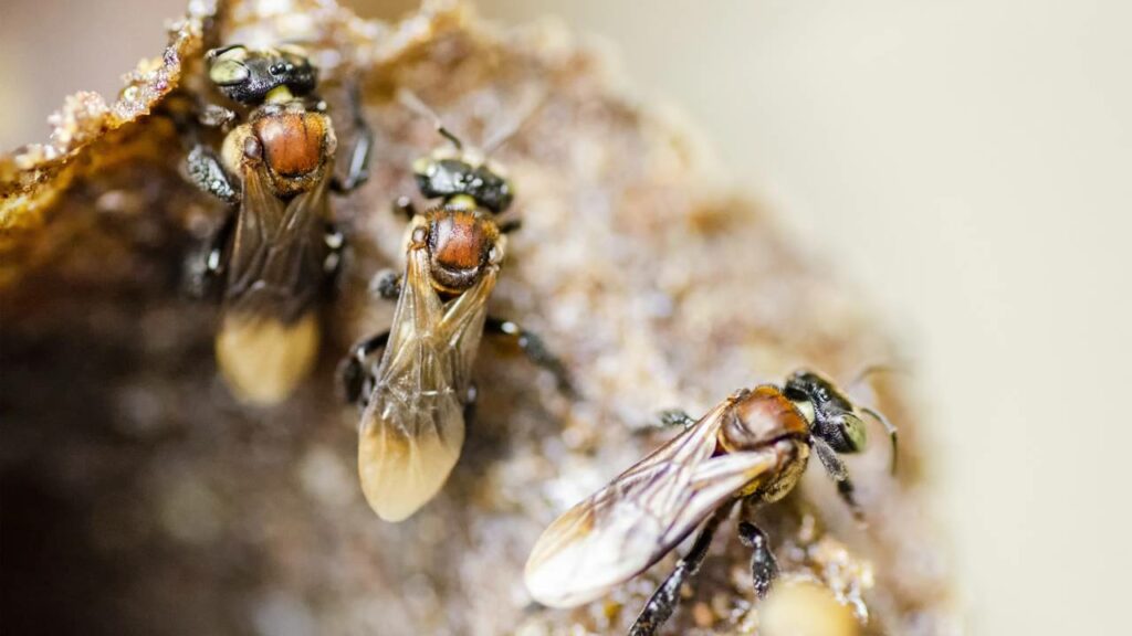 Este mel brasileiro custa mais que ouro e poucos sabem porque
