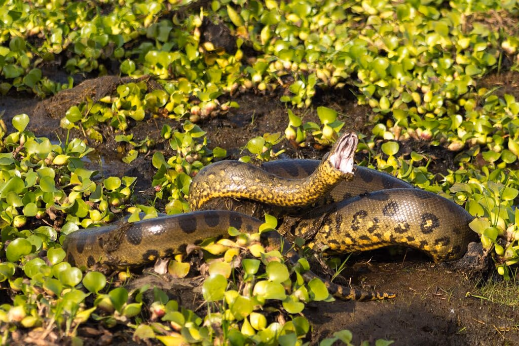Cobra imensa é descoberta na Amazônia medindo mais de 8 metros de comprimento