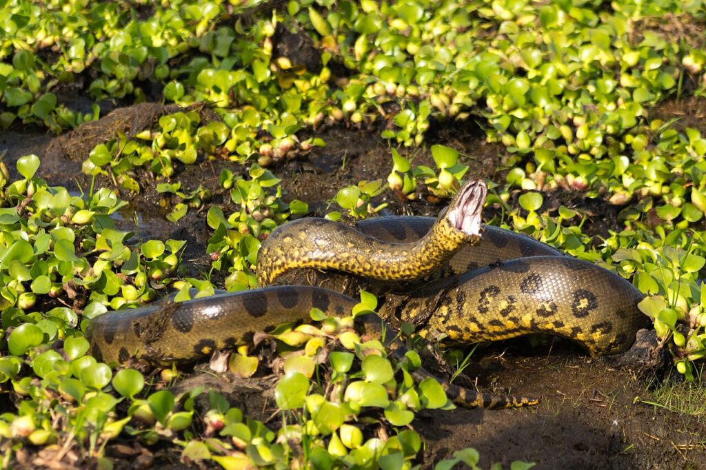 Cobra imensa é descoberta na Amazônia medindo mais de 8 metros de comprimento