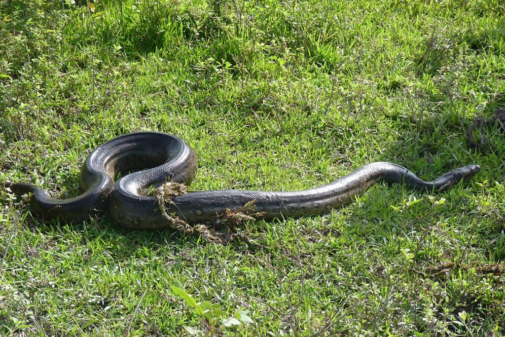 Cobra imensa descoberta na Amazônia é maior que 8 metros de comprimento, "Monstruosa" - Créditos: By JanRehschuh - Own work, CC BY-SA 3.0, https://commons.wikimedia.org/w/index.php?curid=14702239