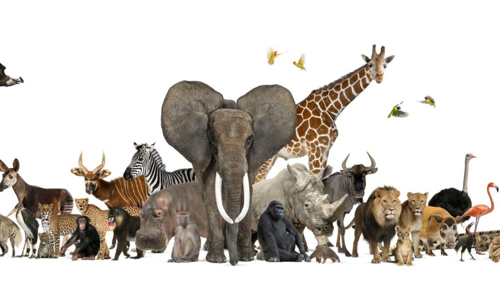 O que os animais estão tentando dizer? A linguagem secreta que vai te surpreender