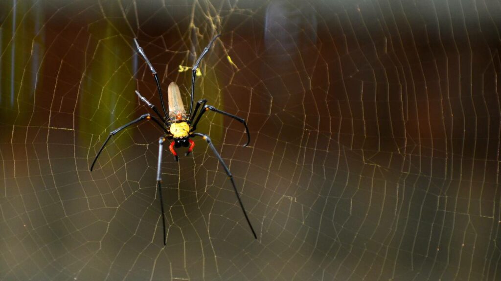 Invasão de cobras e milhões de aranhas transforma um paraíso em pesadelo