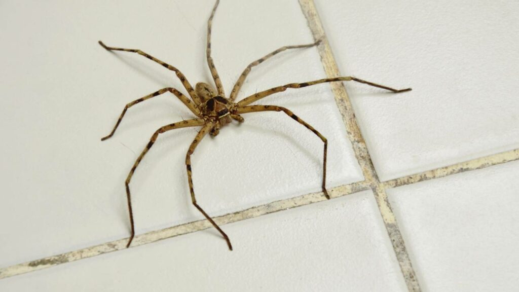 Especialistas estão em alerta para o aparecimento de uma das aranhas mais venenosas