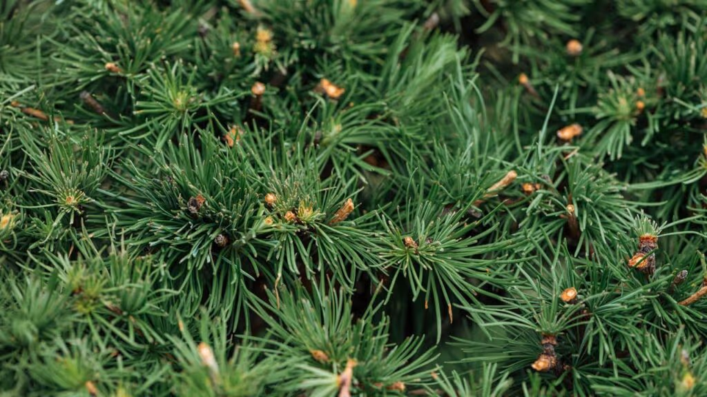 Os verdadeiros donos originais da Terra não eram plantas