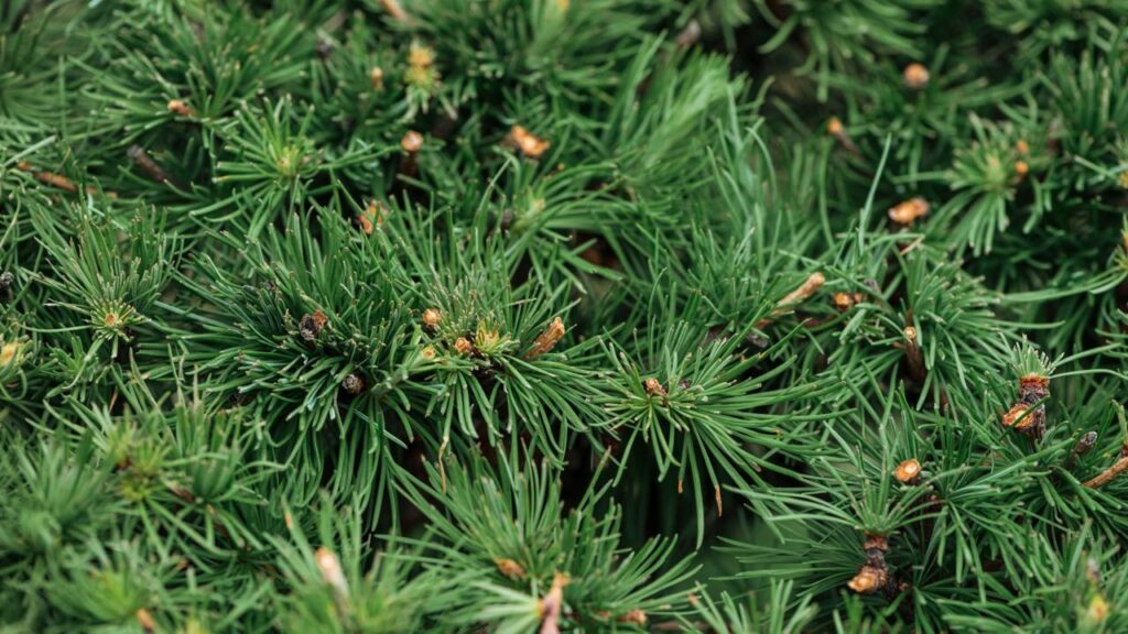 Os verdadeiros donos originais da Terra não eram plantas
