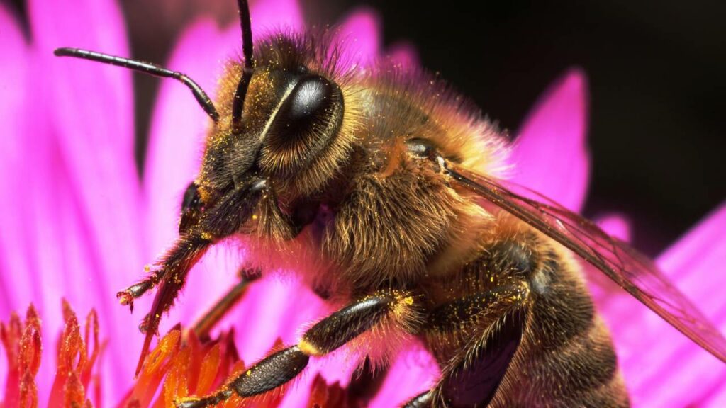 Abelha - Créditos: depositphotos.com / vladvitek