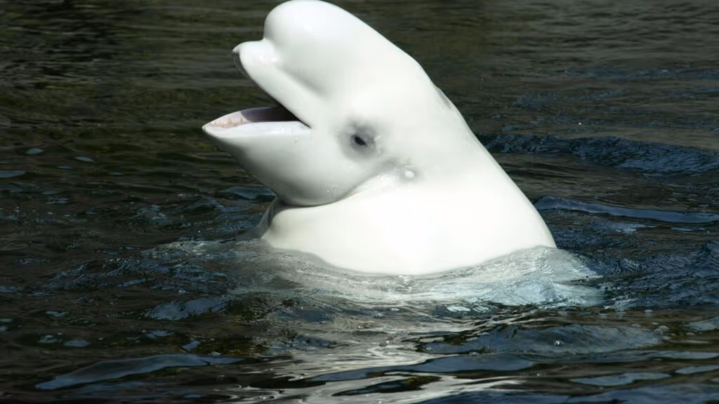 Câmera flagra momento em que baleia beluga resgata celular de turista que caiu no mar