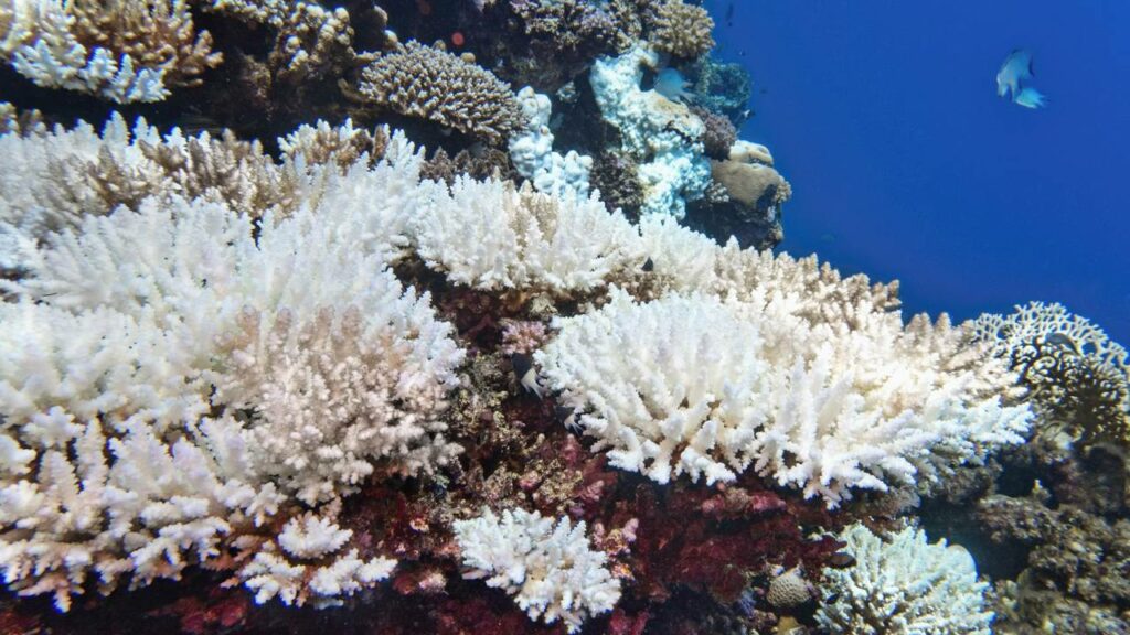 Coral - Créditos: depositphotos.com / Tunatura