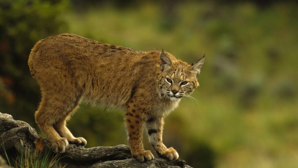 Cena mostra como um lince consegue saltar horizontalmente mais de 6 metros