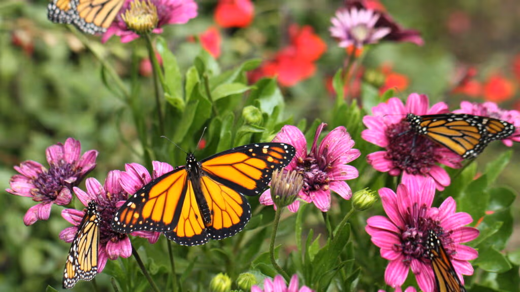 Elas viajam milhares de quilômetros sozinhas e ninguém entende como