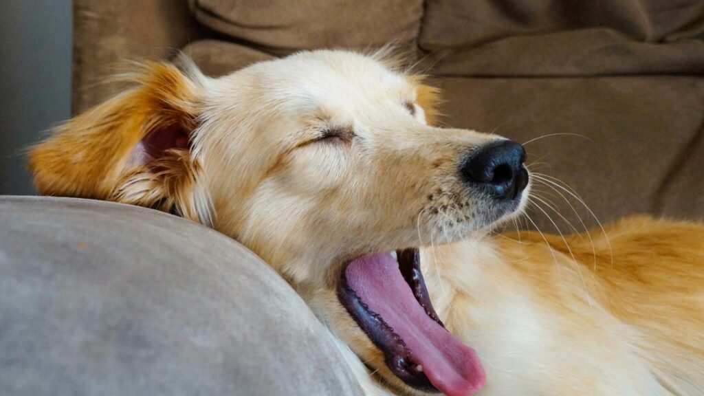 Bocejo - Créditos: depositphotos.com / roger.rondon13@gmail.com