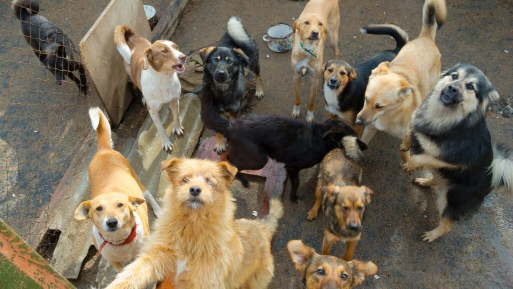 Idosa que alimentava cães de rua falece e a reação dos animais comoveu a internet