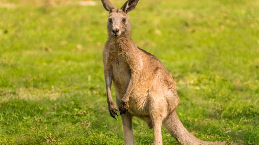 A vida secreta dos marsupiais está revelando segredos que poucos conhecem