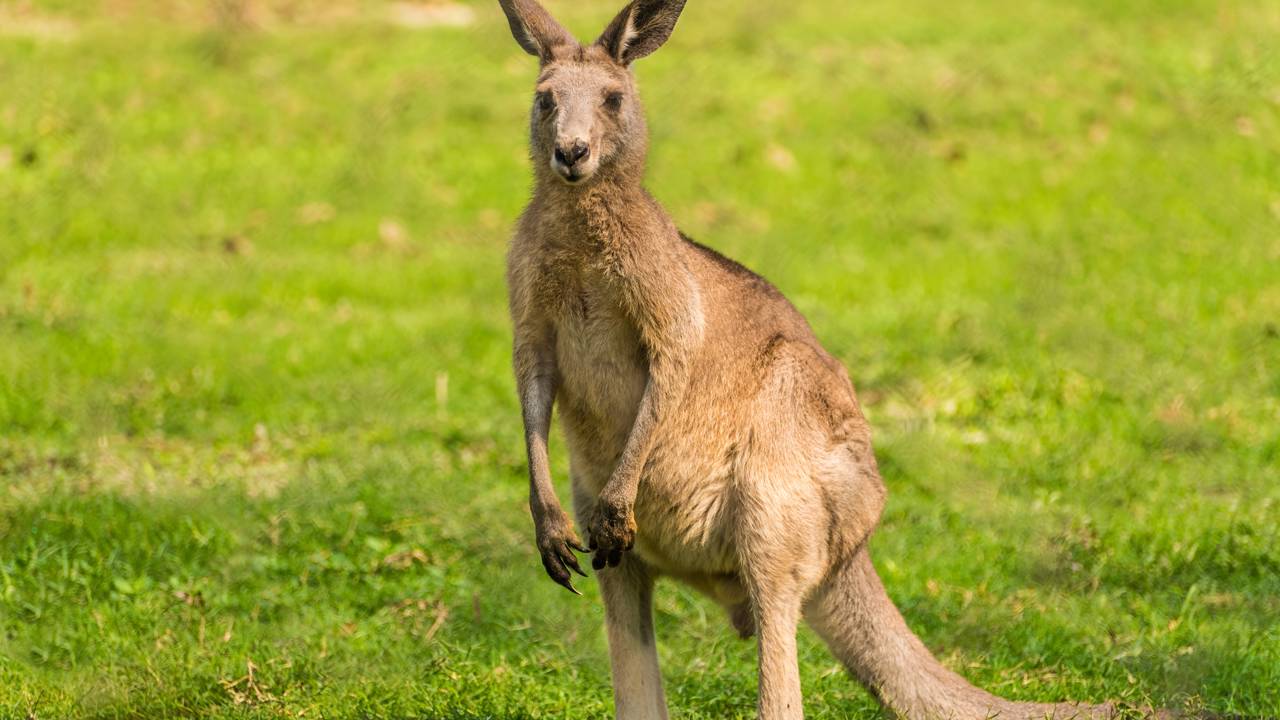 A vida secreta dos marsupiais está revelando segredos que poucos conhecem