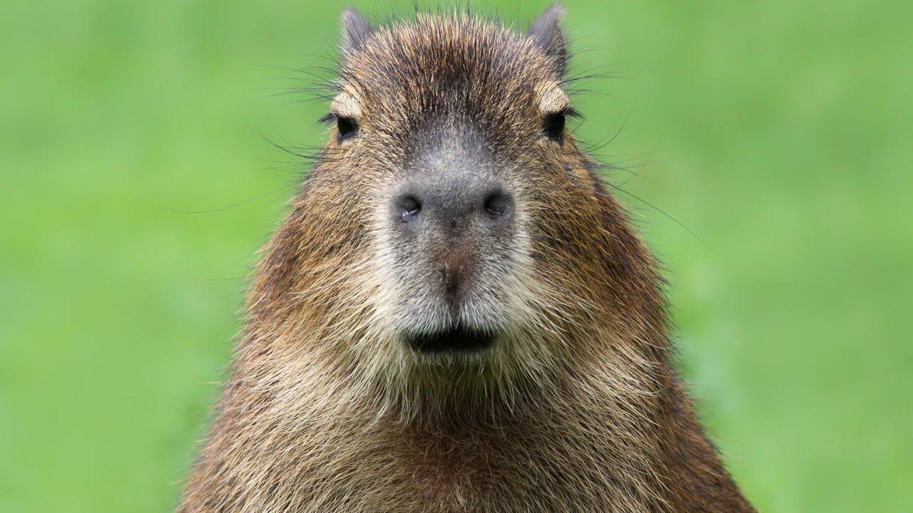 Seis curiosidades incríveis sobre as capivaras que você provavelmente não sabia