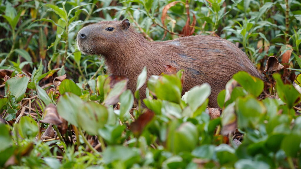 Seis curiosidades incríveis sobre as capivaras que você provavelmente não sabia - Créditos: depositphotos.com / Photocech