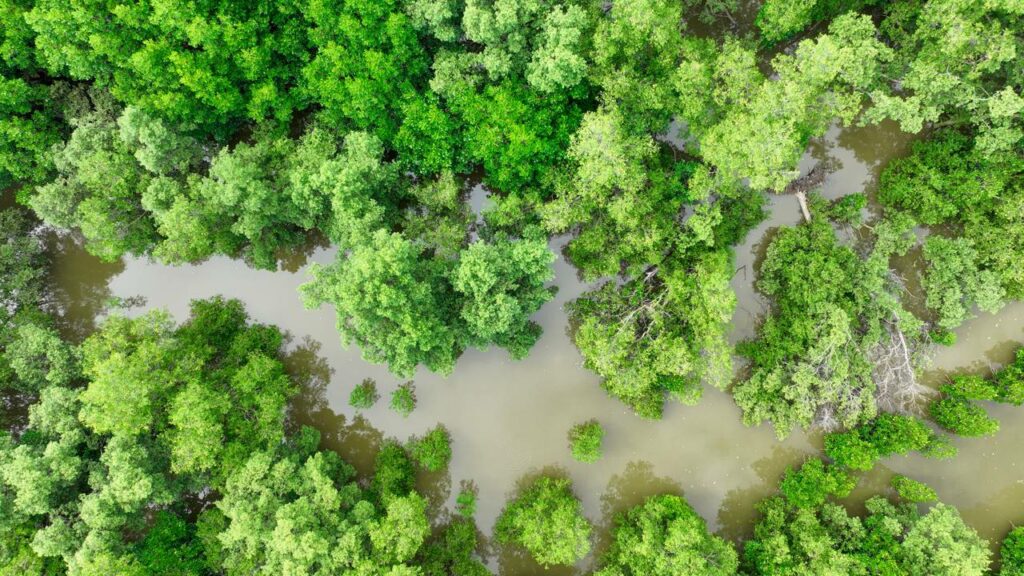 Como o Brasil pode liderar a revolução do carbono azul