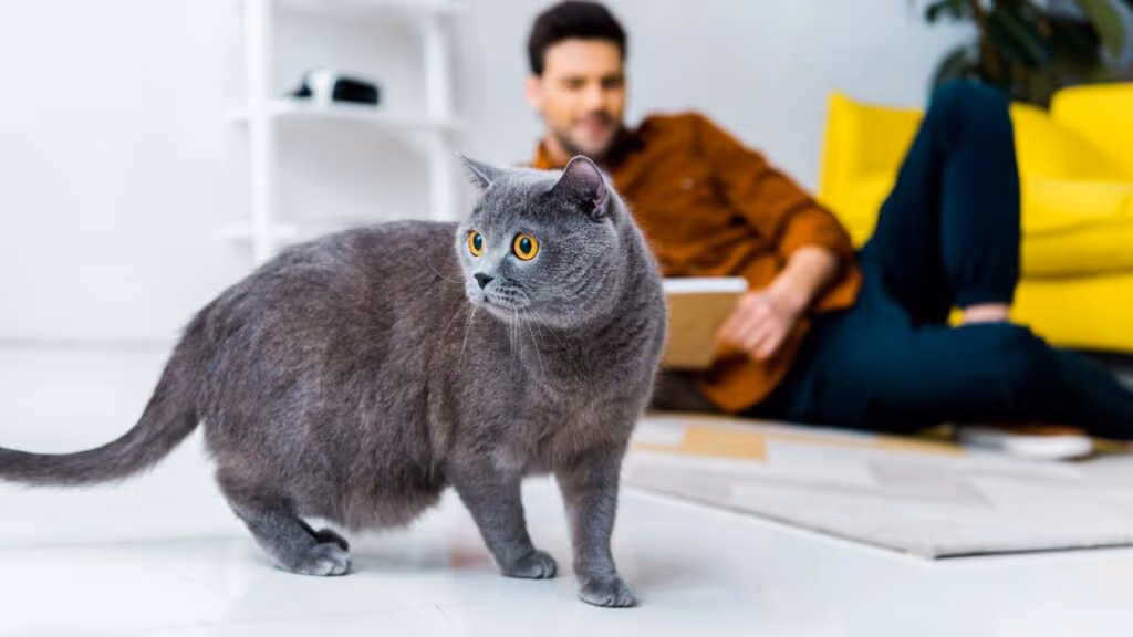 Por que os gatos “amassam pãozinho”? A resposta tem origem na infância