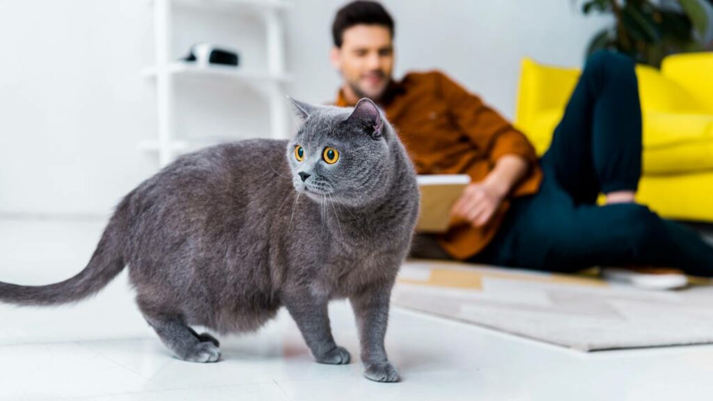 Por que os gatos “amassam pãozinho”? A resposta tem origem na infância