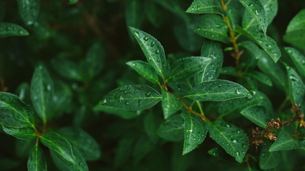 Este erro com luz LED mata plantas em apartamentos brasileiros