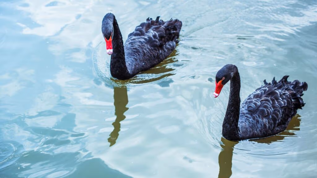 Cena comovente mostra pais cisnes esperando pacientemente veterinários ajudarem seu filhote