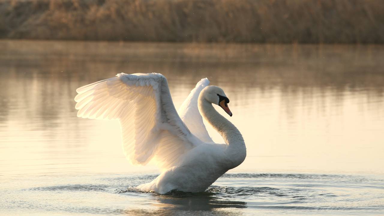 Cisne defende filhotes com tudo e bota gaivota para correr