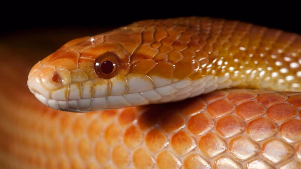 Descoberta inusitada na urina de cobras pode revolucionar a medicina