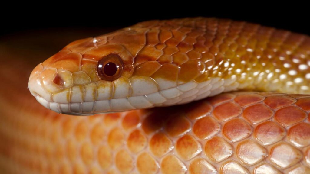 Descoberta inusitada na urina de cobras pode revolucionar a medicina