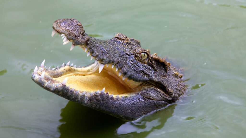 Hipercarnívoro de 70 milhões de anos que comia dinossauros com o nome de deus egípcio