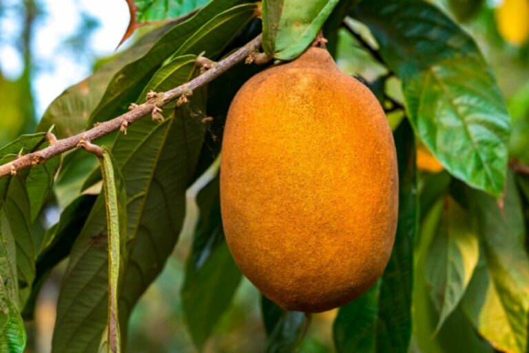 15 frutas e plantas do Norte e Nordeste que fortalecem a saúde