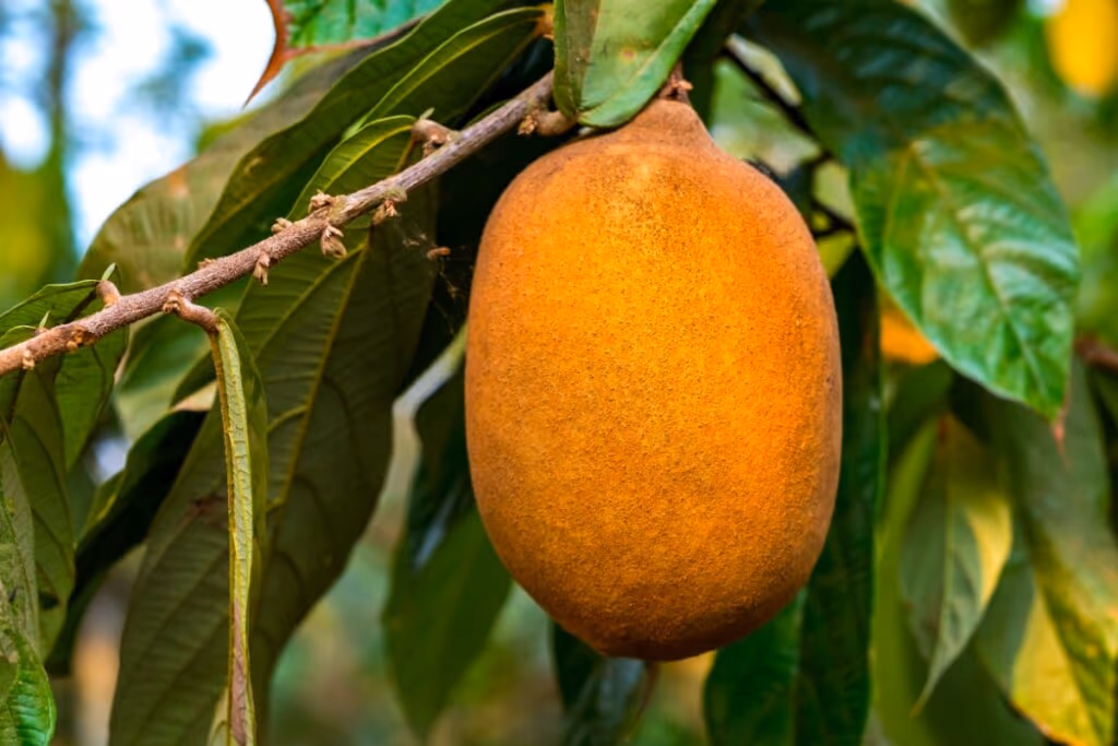 15 frutas e plantas do Norte e Nordeste que fortalecem a saúde