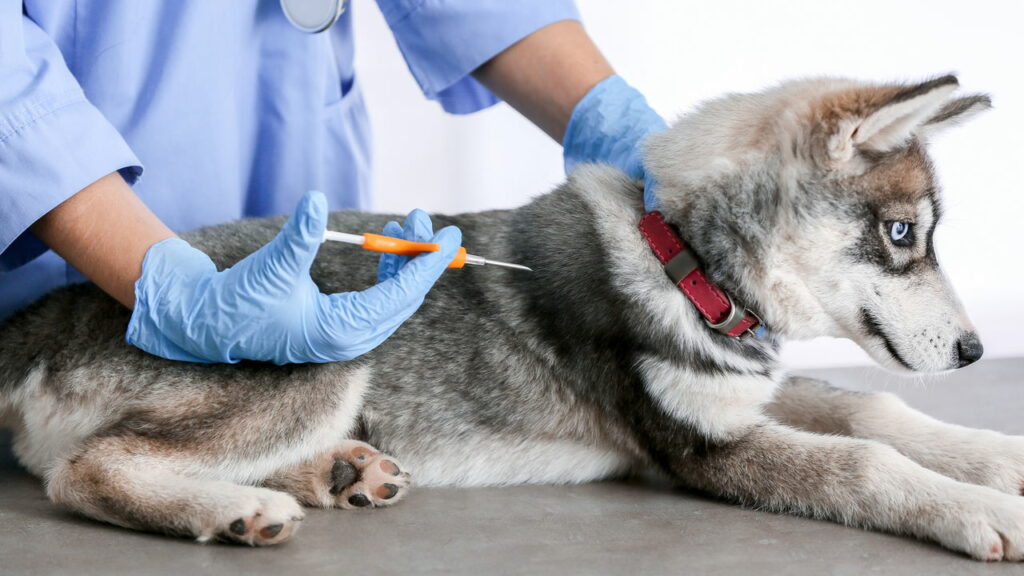 Milhares de donos de cães são multados por motivo surpreendente - Créditos: depositphotos.com / serezniy